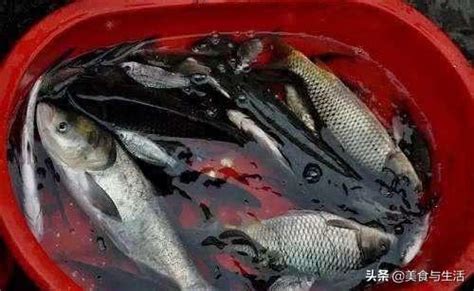 死魚怎麼處理|【魚死了怎麼處理】魚死後如何正確處理才安心？ – 駱影旎師傅